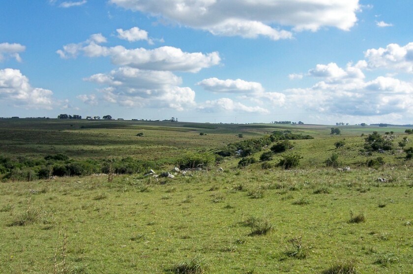 pradera-y-bosque-de-ribera-uruguay.jpg