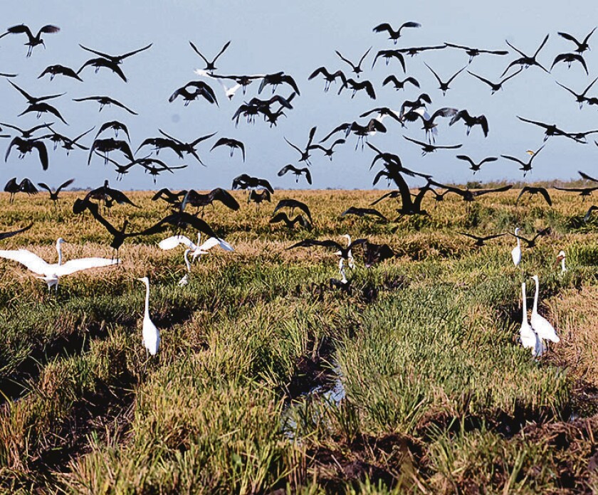Wild birds try to eat grains of rice in a field in the surroundings o