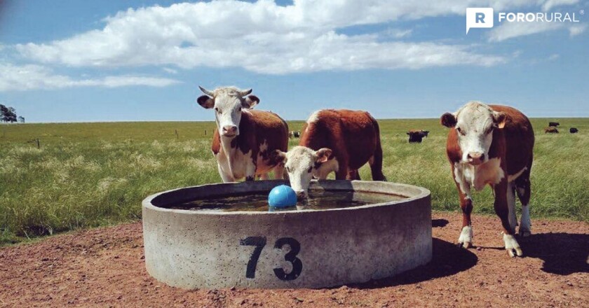 bebedero-vacas-fororural.jpg
