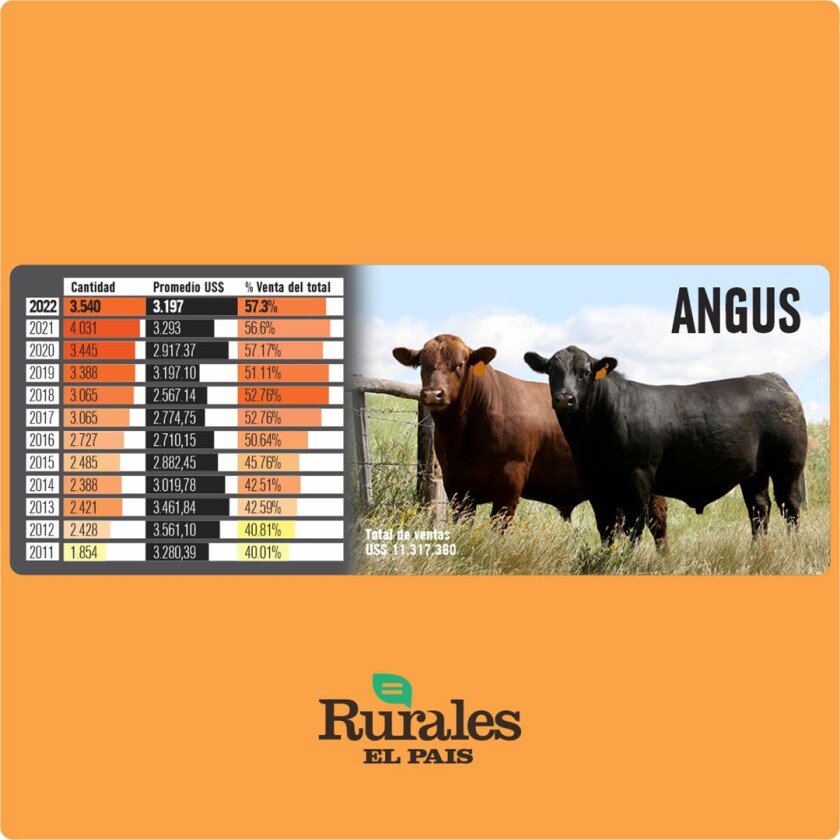 Angus