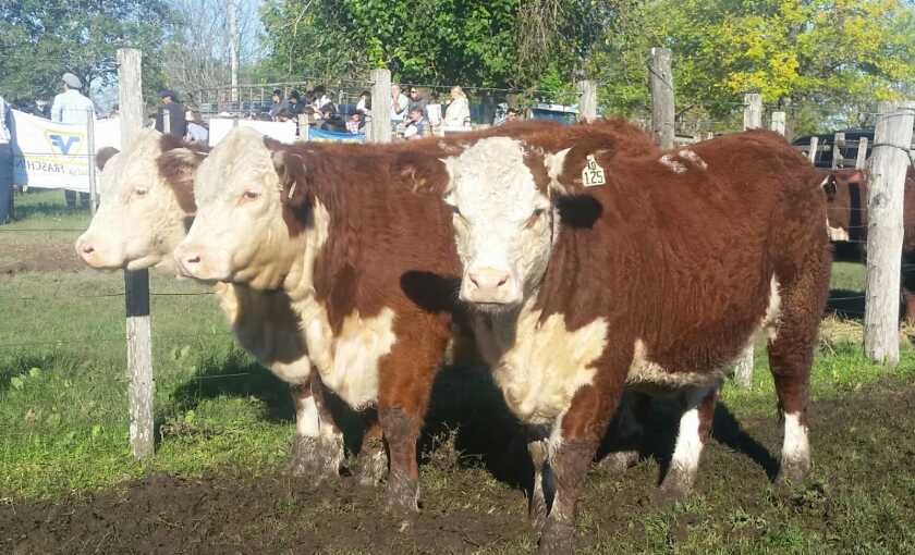 lote-campeon-hembras-santa-ines.jpg