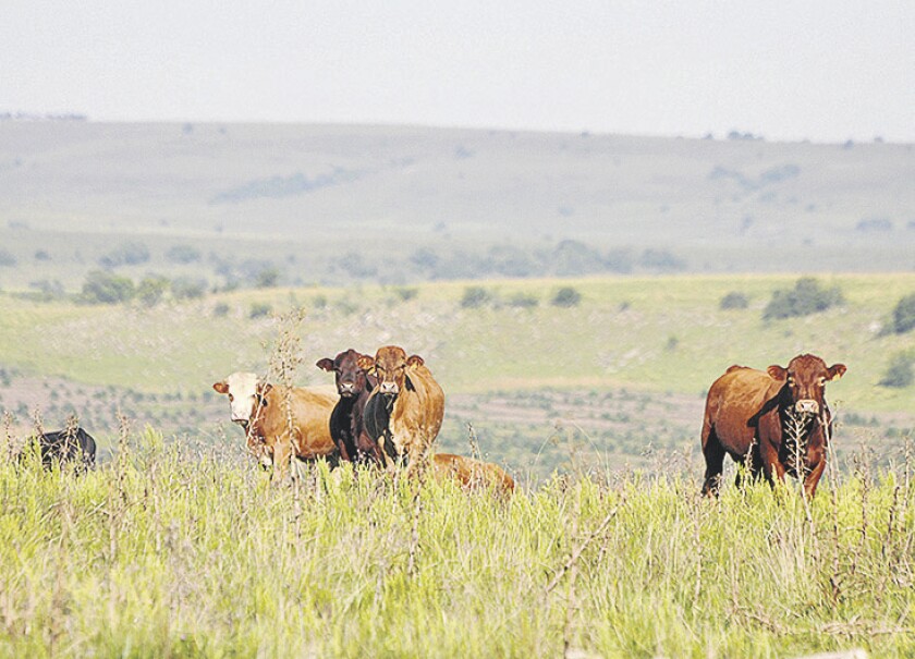 imagen-fotos-rurales-el-pais-ganado-en-el-campo-uruguay-65.jpg