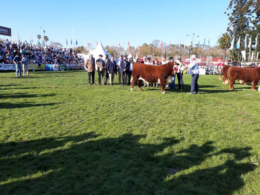 Gran Campeón Macho Hereford