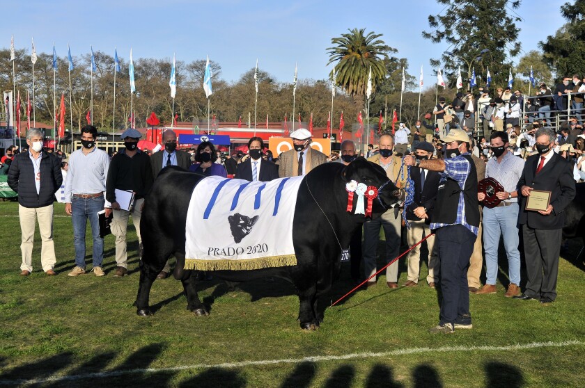 gran-campeon-angus.jpg