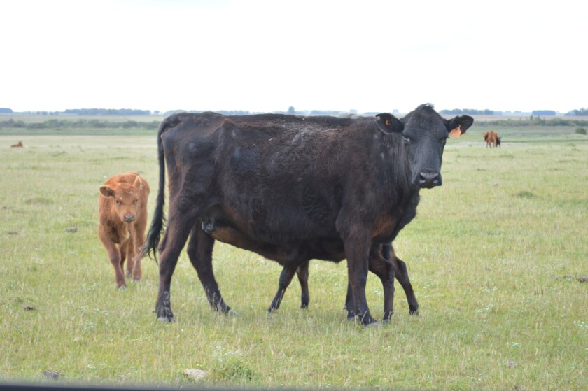 ternero, vaca de cría,