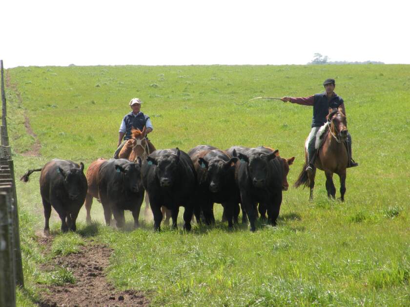 Ganado vacuno
