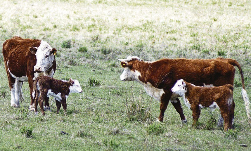 GANADO VACUNO