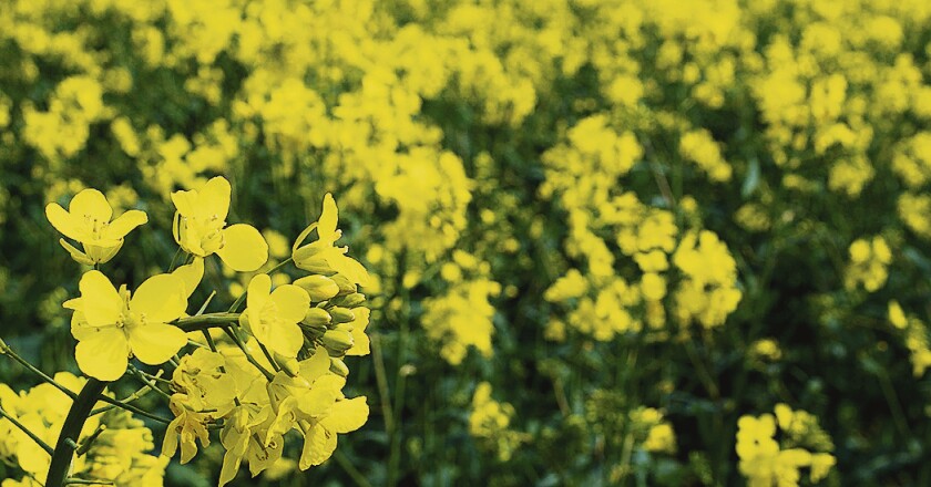 imagen-canola-alur.jpg