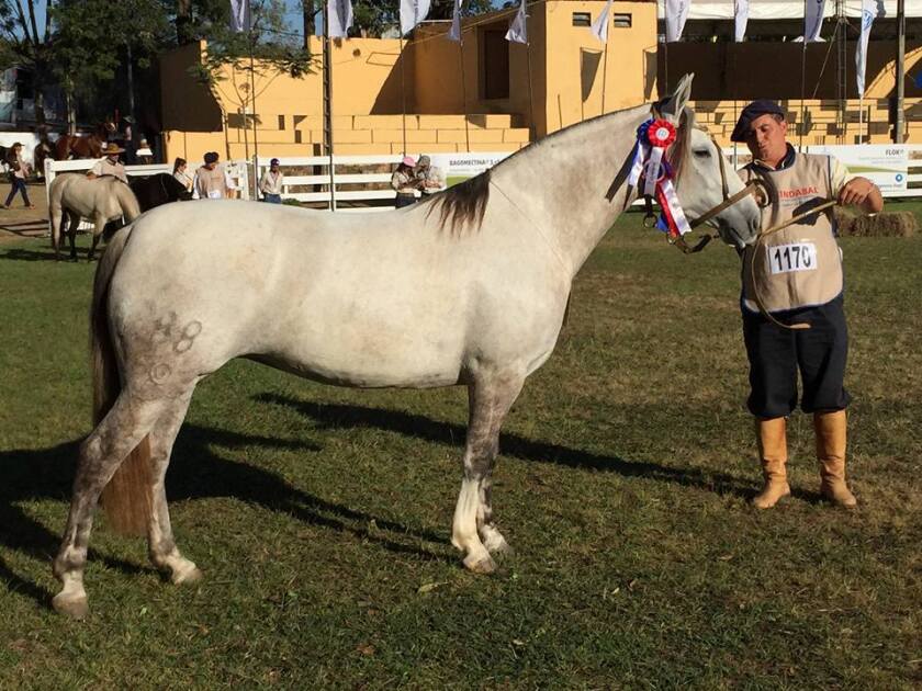 gran-campeona-criollo-constancia-natalilla.jpg