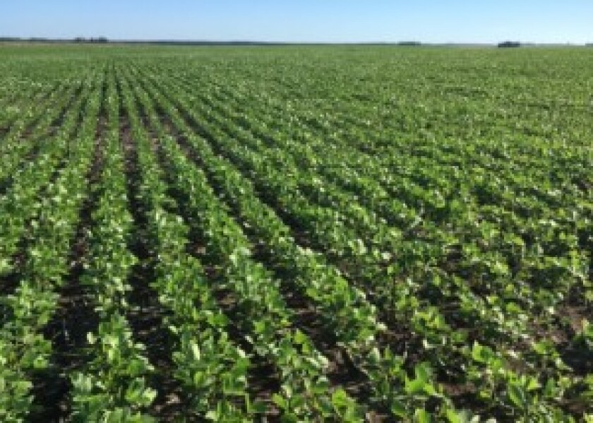 soja-en-guichon-foto-agrocentro-300x214.jpg