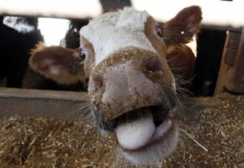 mal-vacas-locas-300x206.jpg