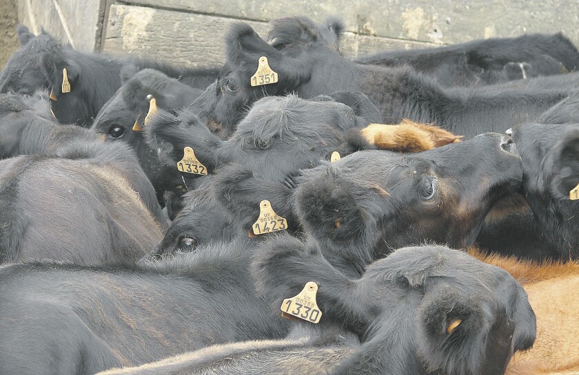 imagen-fotos-rurales-el-pais-ganado-en-el-campo-uruguay-93.jpg