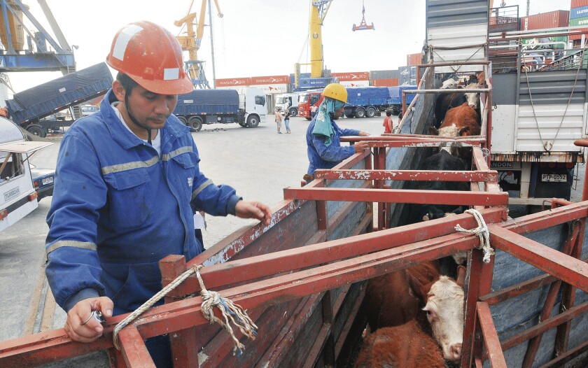 Embarque de ganado en pie en el Puerto de Montevideo , exportacion de ganado vacuno a Egipto, ND 20141027, foto Agustin Martinez - Archivo El Pais