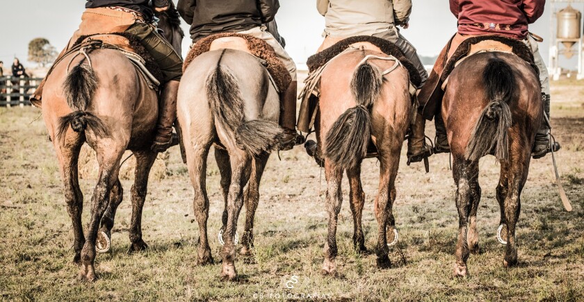 caballos.jpg