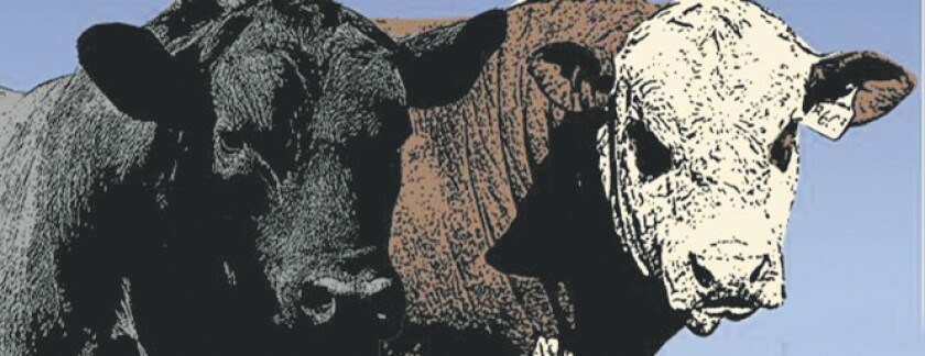 toros-en-mariscala.jpg