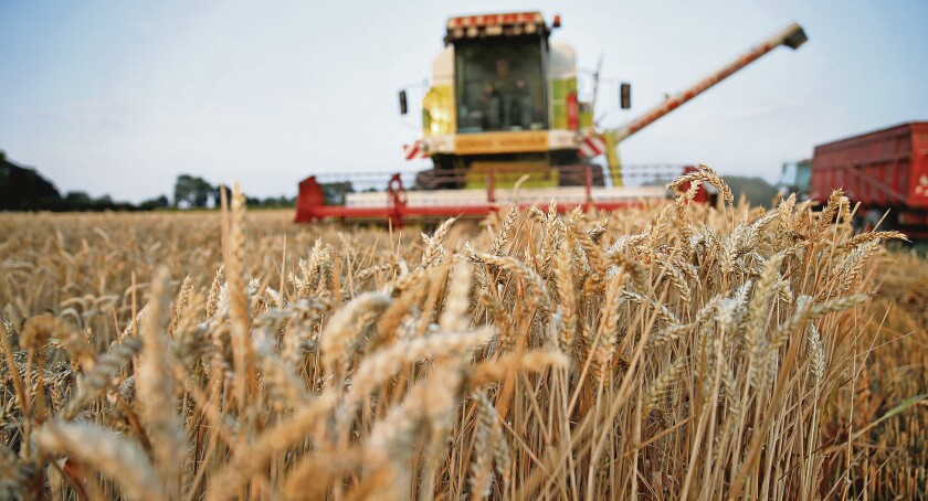 A farmer harvests wheat in Lieu-Saint-Amand, near Valenciennes