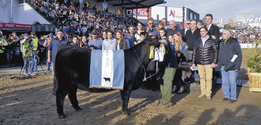 imagen-gran-campeona-angus-1-1.jpg