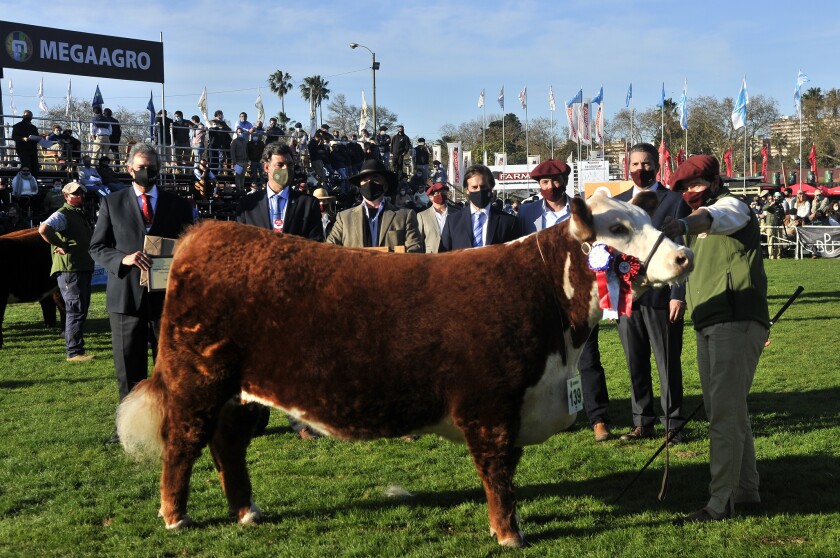 gran-campeona-polled.jpg