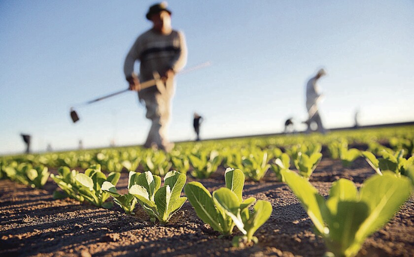 Migrant Workers Farm Crops In Southern CA