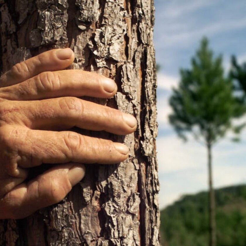 fORESTALES.jpeg