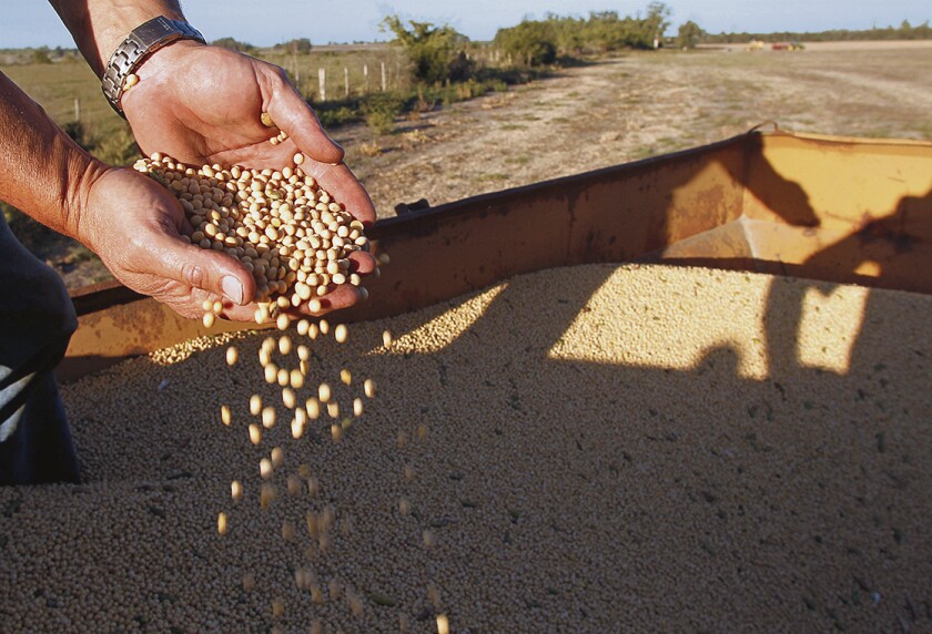FILE PHOTO: A local producer of soybeans shows the camera a handful of freshly harvested soybeans on a farm on the outskirts of San Jose
