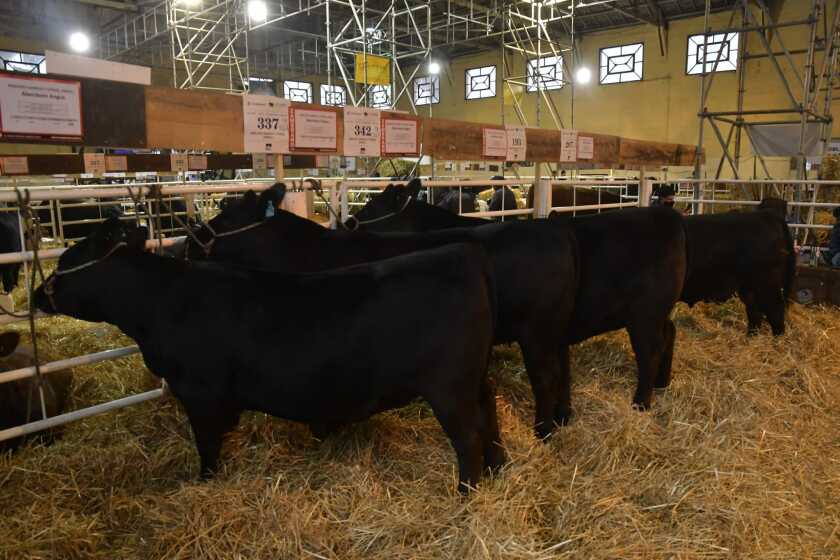 vientres Angus en Expo Prado.jpeg