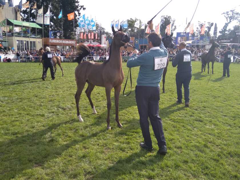 caballos Árabes en Expo Prado