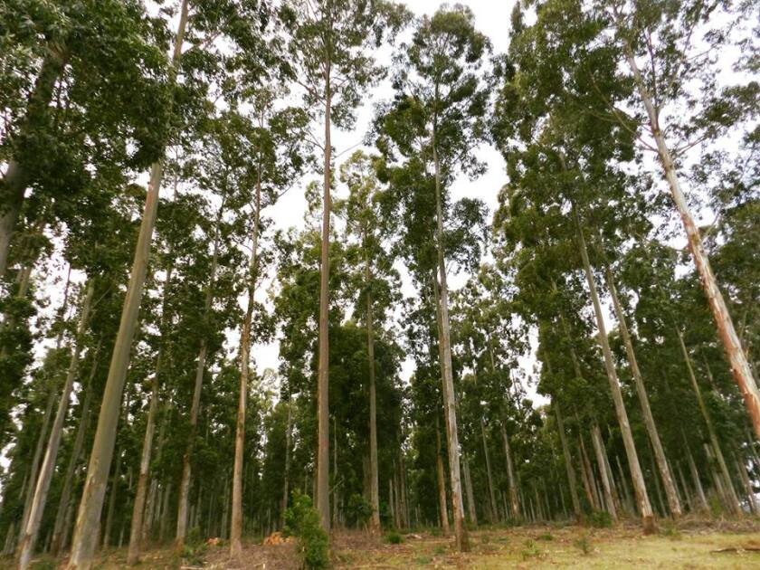 Forestación en Lavalleja. Foto: Giulano Pereira.