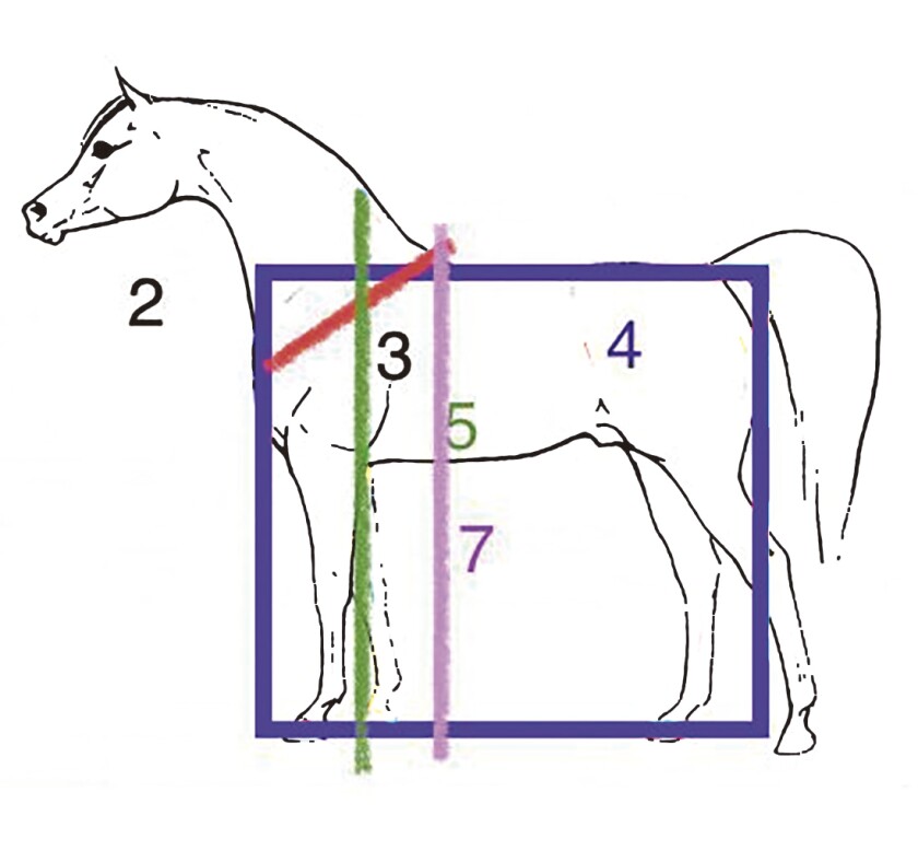 Caballo Arabe