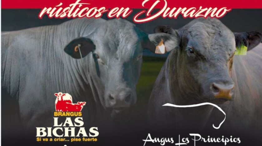 las-bichas-los-principios.jpg