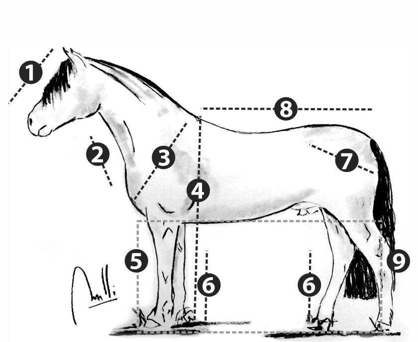 CABALLO ok.jpg