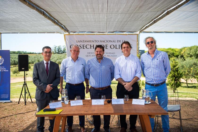 Cosecha olivos.jpeg
