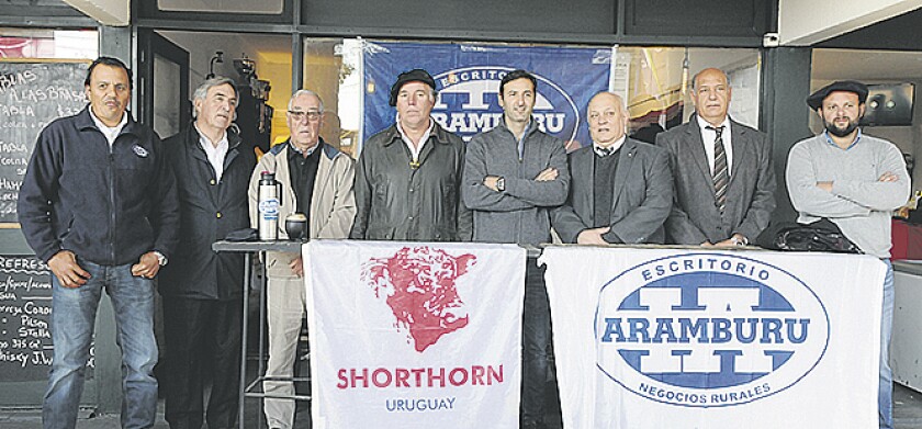 shorthornn.jpg