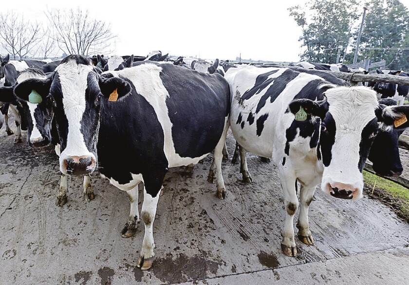 Cows wait to be milked in a milk farm on the outskirts of Libertad city