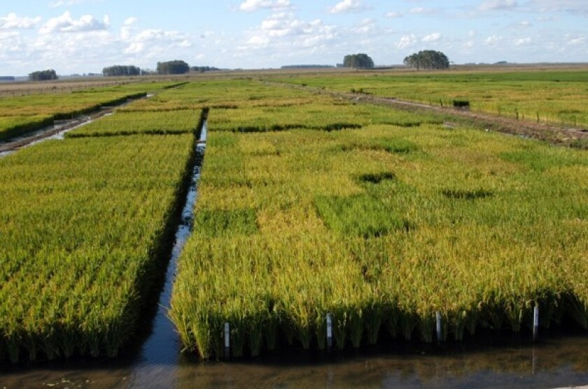 arroz.jpg