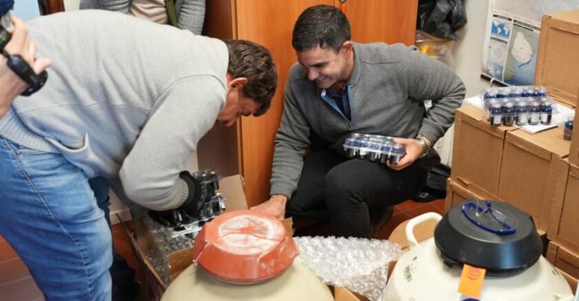 Veterinarios acreditados retiran las dosis en Servicios Ganaderos y vacunan en las granjas.