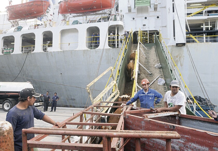 Exportacion de ganado vacuno