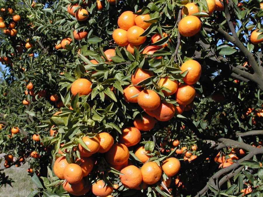 El eterno femenino de una imaginativa pintora