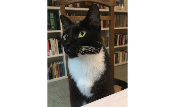 Cleopatra (foto László Erdélyi)