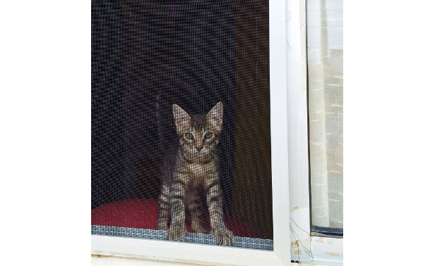 Benito (foto Susana Yaquinta)