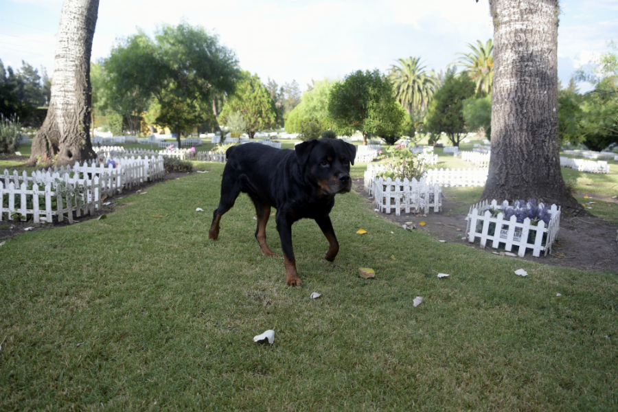 Cementerios: además de perros y gatos hay tortugas, hamsters, patos y ovejas enterradas. Foto: Fernando Ponzetto