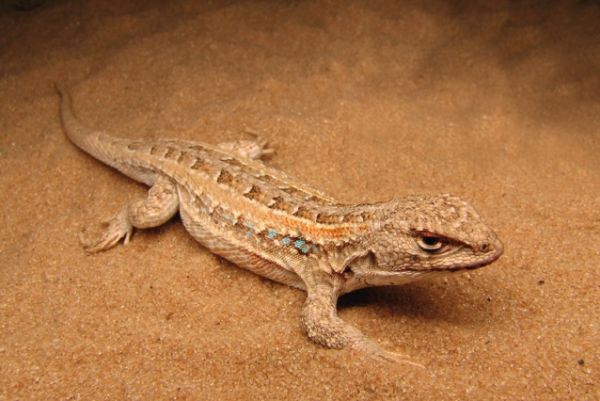 El eterno femenino de una imaginativa pintora