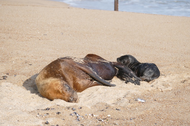 Hembra de lobo marino tuvo a su cría en Manantiales. Foto: Ricardo Figueredo