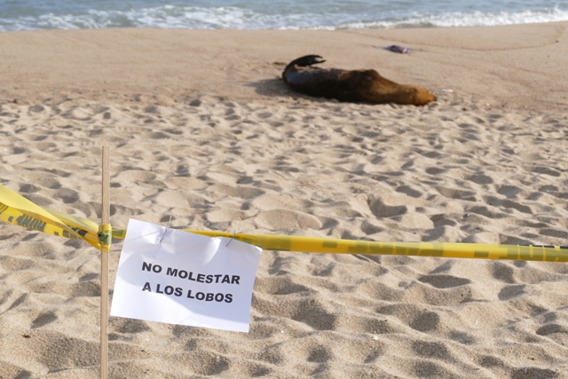Hembra de lobo marino tuvo a su cría en Manantiales. Foto: Ricardo Figueredo