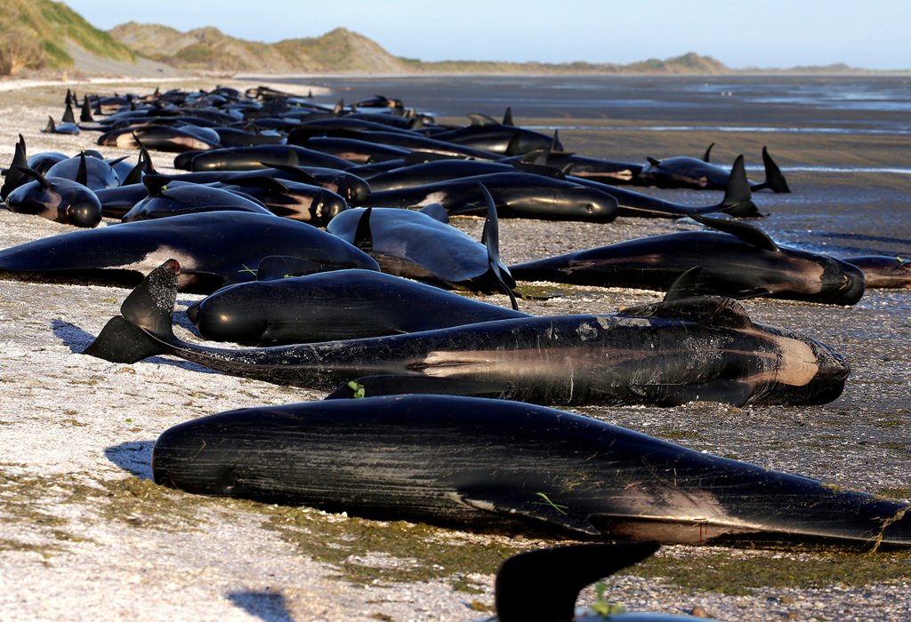 Ballenas encalladas en Nueva Zelanda. Foto: Reuters