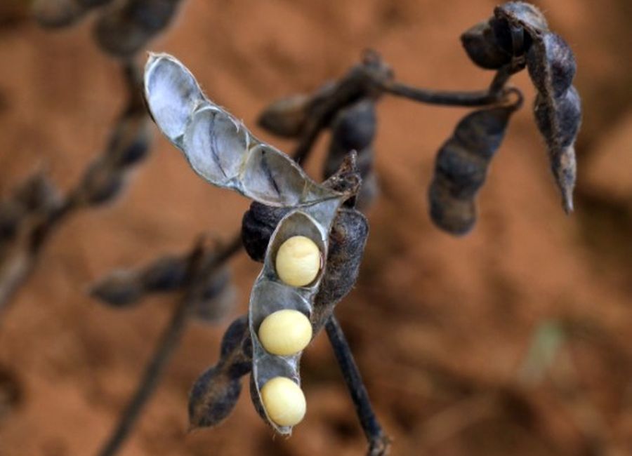 El eterno femenino de una imaginativa pintora