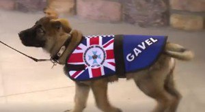 Gavel fue nombrado perro oficial vice-real. Foto: Twitter @QPSmedia