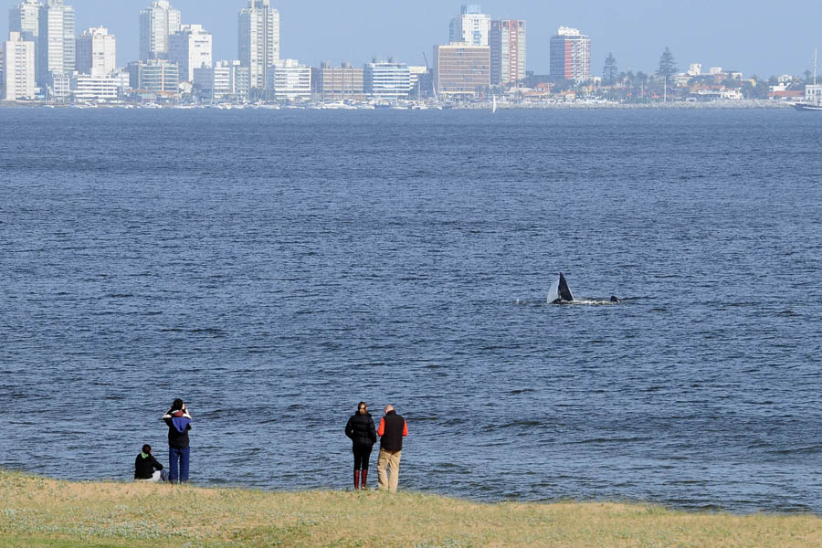 Las ballenas llaman la atención de los curiosos que bajan a la playa para contemplarlas. Foto: R. Figueredo