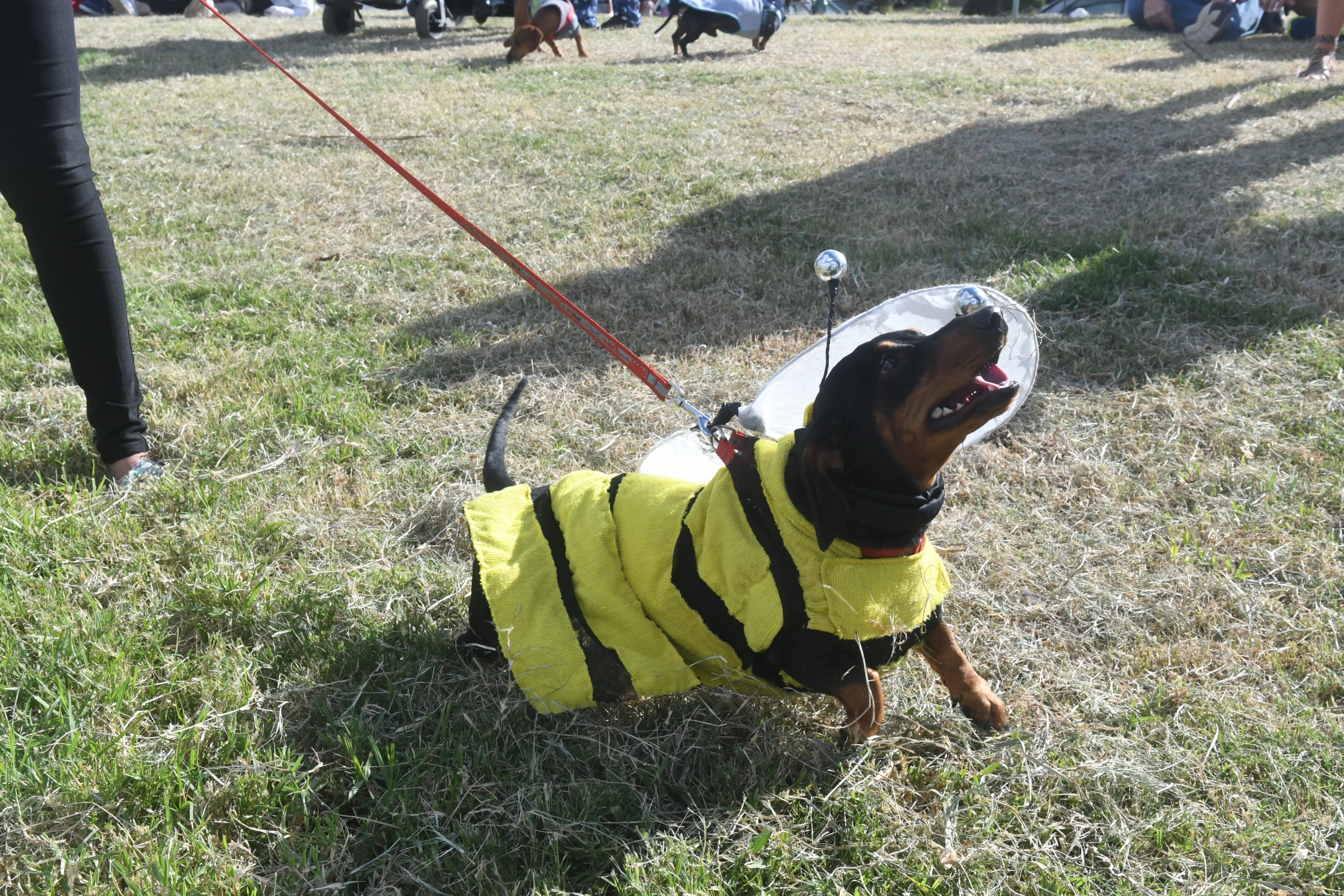 El segundo Encuentro de perros salchichas se celebró en el Faro de Punta Carretas. FOTO: Francisco Flores