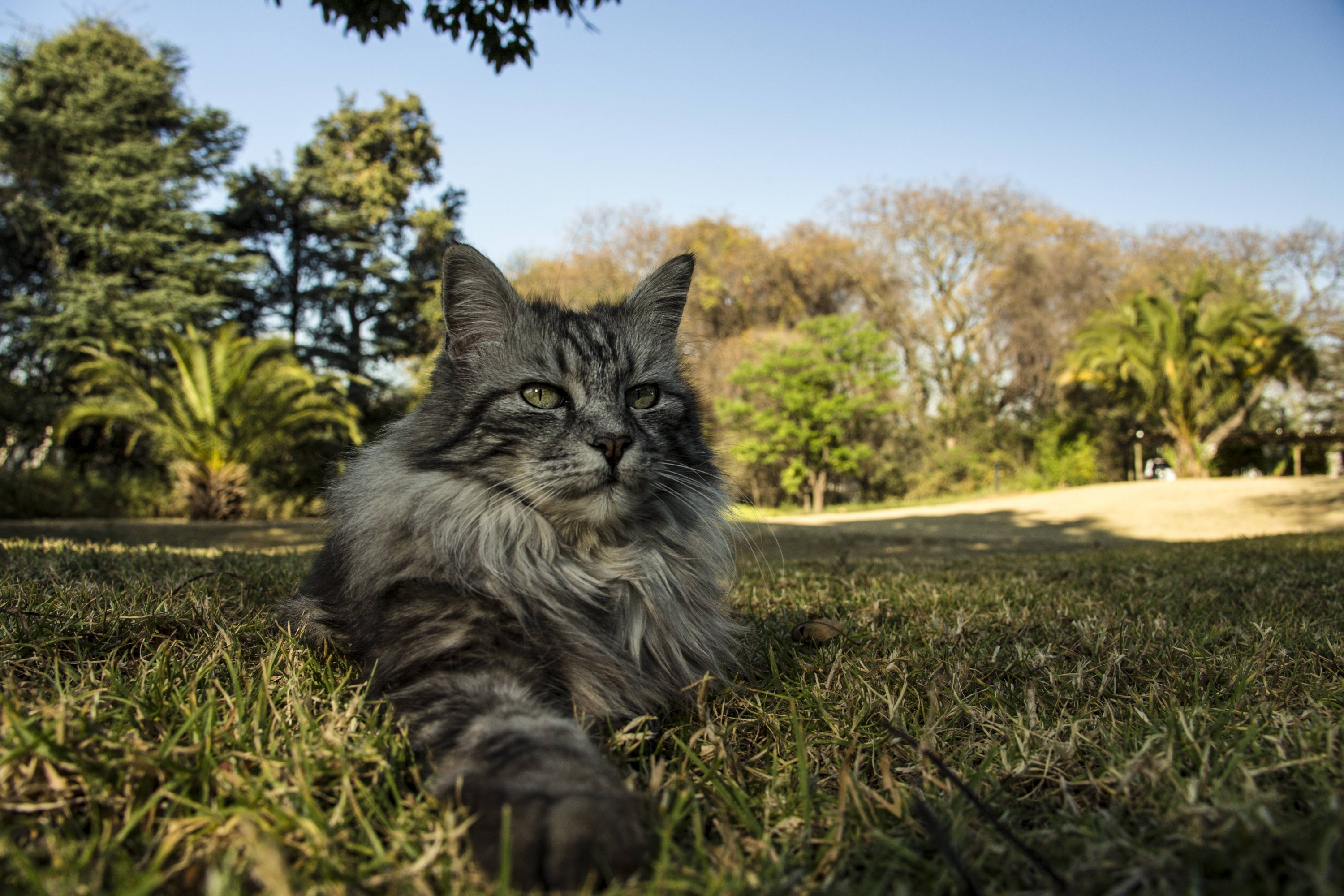 Los gatos también forman parte de esta semana felina.